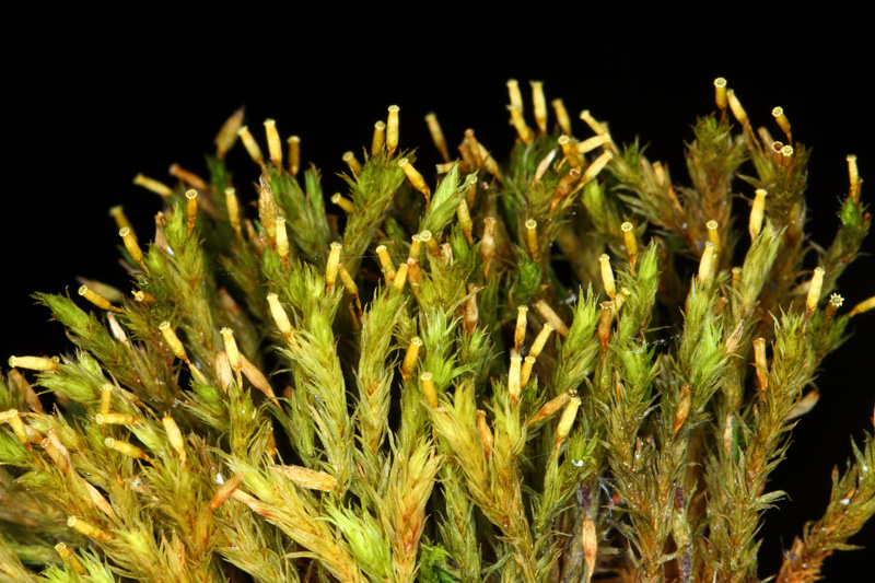 Orthotrichum speciosum